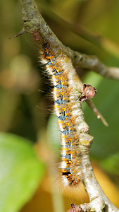 Lasiocampa quercus (Lasiocampidae)  - Bombyx du Chêne, Minime à bandes jaunes - Oak Eggar Marne [France] 26/10/2014 - 190mStade 2 ou 3