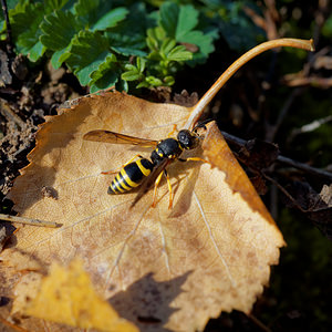 Ancistrocerus nigricornis (Vespidae)  Ardennes [France] 23/11/2014 - 160m