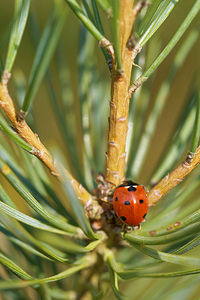 Coccinella septempunctata (Coccinellidae)  - Coccinelle à 7 points, Coccinelle, Bête à bon Dieu - Seven-spot Ladybird Ardennes [France] 23/11/2014 - 160m