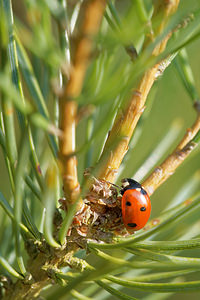 Coccinella septempunctata (Coccinellidae)  - Coccinelle à 7 points, Coccinelle, Bête à bon Dieu - Seven-spot Ladybird Ardennes [France] 23/11/2014 - 160m