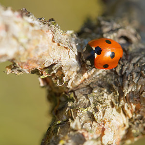 Coccinella septempunctata (Coccinellidae)  - Coccinelle à 7 points, Coccinelle, Bête à bon Dieu - Seven-spot Ladybird Ardennes [France] 23/11/2014 - 160m