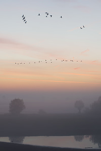 Grus grus (Gruidae)  - Grue cendrée - Common Crane  [France] 22/11/2014 - 130m