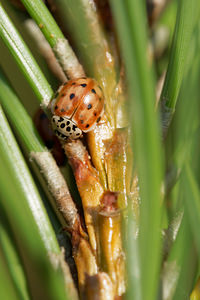 Harmonia quadripunctata (Coccinellidae)  - Coccinelle à quatre points - Four-spot Ladybird [Harmonia quadripunctata] Ardennes [France] 23/11/2014 - 160m