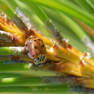 Harmonia quadripunctata Coccinelle à quatre points Four-spot Ladybird [Harmonia quadripunctata]