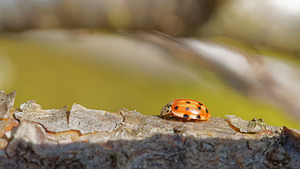 Harmonia quadripunctata (Coccinellidae)  - Coccinelle à quatre points - Four-spot Ladybird [Harmonia quadripunctata] Ardennes [France] 23/11/2014 - 160m