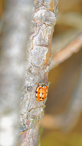 Harmonia quadripunctata (Coccinellidae)  - Coccinelle à quatre points - Four-spot Ladybird [Harmonia quadripunctata] Ardennes [France] 23/11/2014 - 160m