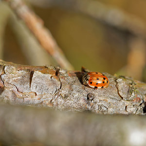 Harmonia quadripunctata (Coccinellidae)  - Coccinelle à quatre points - Four-spot Ladybird [Harmonia quadripunctata] Ardennes [France] 23/11/2014 - 160m