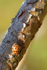 Harmonia quadripunctata (Coccinellidae)  - Coccinelle à quatre points - Four-spot Ladybird [Harmonia quadripunctata] Ardennes [France] 23/11/2014 - 160m