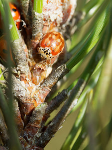 Harmonia quadripunctata (Coccinellidae)  - Coccinelle à quatre points - Four-spot Ladybird [Harmonia quadripunctata] Ardennes [France] 23/11/2014 - 160m