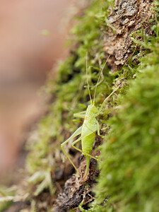 Meconema meridionale (Tettigoniidae)  - Méconème fragile Haute-Marne [France] 20/11/2014 - 160m