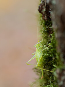 Meconema meridionale (Tettigoniidae)  - Méconème fragile Marne [France] 20/11/2014 - 120m