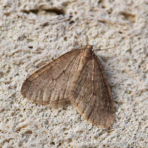 Operophtera brumata (Geometridae)  - Cheimatobie hiémale, Phalène brumeuse - Winter Moth Haute-Marne [France] 21/11/2014 - 130m