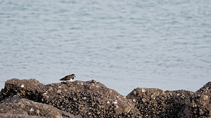 Arenaria interpres (Scolopacidae)  - Tournepierre à collier, Pluvier des Salines - Ruddy Turnstone Nord [France] 01/01/2015