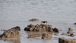 Arenaria interpres (Scolopacidae)  - Tournepierre à collier, Pluvier des Salines - Ruddy Turnstone Nord [France] 01/01/2015