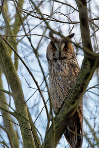 Asio otus (Strigidae)  - Hibou moyen-duc - Long-eared Owl Nord [France] 04/01/2015 - 20m