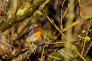 Erithacus rubecula (Muscicapidae)  - Rougegorge familier - European Robin Nord [France] 04/01/2015 - 20m