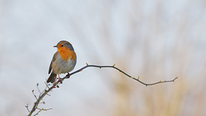 Erithacus rubecula (Muscicapidae)  - Rougegorge familier - European Robin Nord [France] 23/01/2015 - 20m