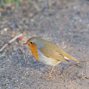 Erithacus rubecula (Muscicapidae)  - Rougegorge familier - European Robin Nord [France] 23/01/2015 - 20m