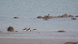 Haematopus ostralegus (Haematopodidae)  - Huîtrier pie - Eurasian Oystercatcher Nord [France] 01/01/2015