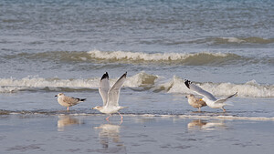 Larus argentatus (Laridae)  - Goéland argenté - Herring Gull Nord [France] 01/01/2015