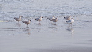 Larus argentatus (Laridae)  - Goéland argenté - Herring Gull Nord [France] 01/01/2015