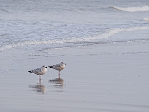 Larus argentatus (Laridae)  - Goéland argenté - Herring Gull Nord [France] 01/01/2015