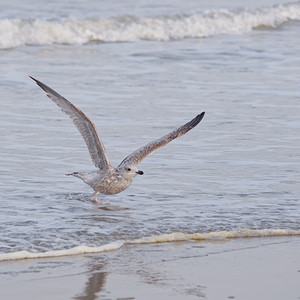 Larus argentatus (Laridae)  - Goéland argenté - Herring Gull Nord [France] 01/01/2015