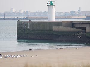 Phoca vitulina (Phocidae)  - Phoque veau-marin, Phoque commun - Common Seal Nord [France] 01/01/2015