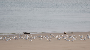 Phoca vitulina (Phocidae)  - Phoque veau-marin, Phoque commun - Common Seal Nord [France] 01/01/2015