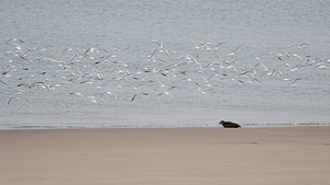 Phoca vitulina (Phocidae)  - Phoque veau-marin, Phoque commun - Common Seal Nord [France] 01/01/2015