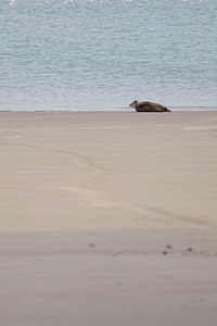 Phoca vitulina (Phocidae)  - Phoque veau-marin, Phoque commun - Common Seal Nord [France] 01/01/2015