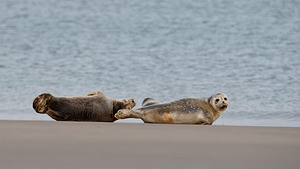 Phoca vitulina (Phocidae)  - Phoque veau-marin, Phoque commun - Common Seal Nord [France] 01/01/2015