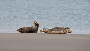 Phoca vitulina Phoque veau-marin, Phoque commun Common Seal