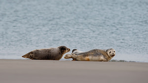 Phoca vitulina (Phocidae)  - Phoque veau-marin, Phoque commun - Common Seal Nord [France] 01/01/2015