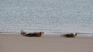 Phoca vitulina (Phocidae)  - Phoque veau-marin, Phoque commun - Common Seal Nord [France] 01/01/2015