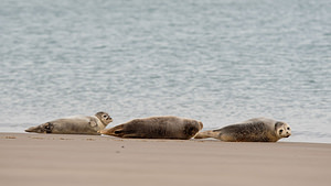 Phoca vitulina Phoque veau-marin, Phoque commun Common Seal