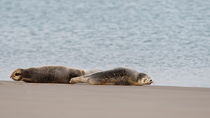 Phoca vitulina (Phocidae)  - Phoque veau-marin, Phoque commun - Common Seal Nord [France] 01/01/2015