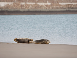 Phoca vitulina (Phocidae)  - Phoque veau-marin, Phoque commun - Common Seal Nord [France] 01/01/2015