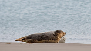 Phoca vitulina (Phocidae)  - Phoque veau-marin, Phoque commun - Common Seal Nord [France] 01/01/2015