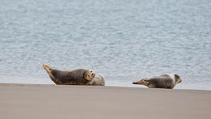 Phoca vitulina (Phocidae)  - Phoque veau-marin, Phoque commun - Common Seal Nord [France] 01/01/2015