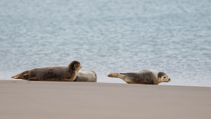 Phoca vitulina (Phocidae)  - Phoque veau-marin, Phoque commun - Common Seal Nord [France] 01/01/2015