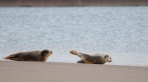 Phoca vitulina (Phocidae)  - Phoque veau-marin, Phoque commun - Common Seal Nord [France] 01/01/2015