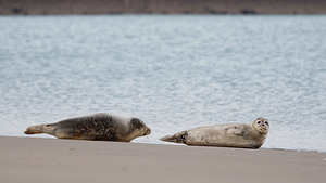 Phoca vitulina (Phocidae)  - Phoque veau-marin, Phoque commun - Common Seal Nord [France] 01/01/2015