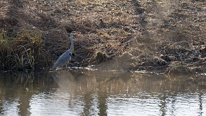 Ardea cinerea (Ardeidae)  - Héron cendré - Grey Heron Nord [France] 13/02/2015 - 20m