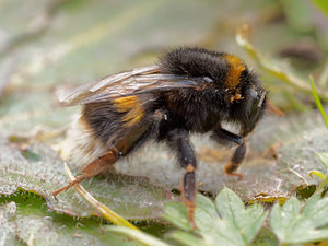 Bombus lucorum (Apidae)  - Bourdon des forêts, Bourdon des saussaies, Petit bourdon terrestre - White-tailed Bumble Bee Nord [France] 19/02/2015 - 30mavec des acariens