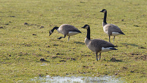 Branta canadensis (Anatidae)  - Bernache du Canada - Canada Goose Nord [France] 05/02/2015 - 20m