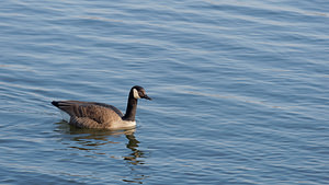 Branta canadensis (Anatidae)  - Bernache du Canada - Canada Goose Nord [France] 13/02/2015 - 20m