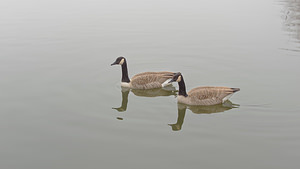 Branta canadensis (Anatidae)  - Bernache du Canada - Canada Goose Nord [France] 18/02/2015 - 20m