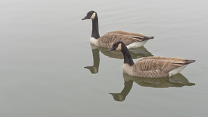 Branta canadensis (Anatidae)  - Bernache du Canada - Canada Goose Nord [France] 18/02/2015 - 20m