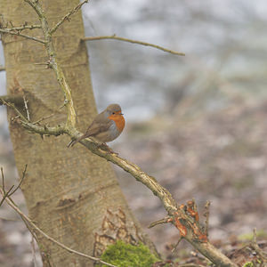 Erithacus rubecula (Muscicapidae)  - Rougegorge familier - European Robin Nord [France] 18/02/2015 - 20m